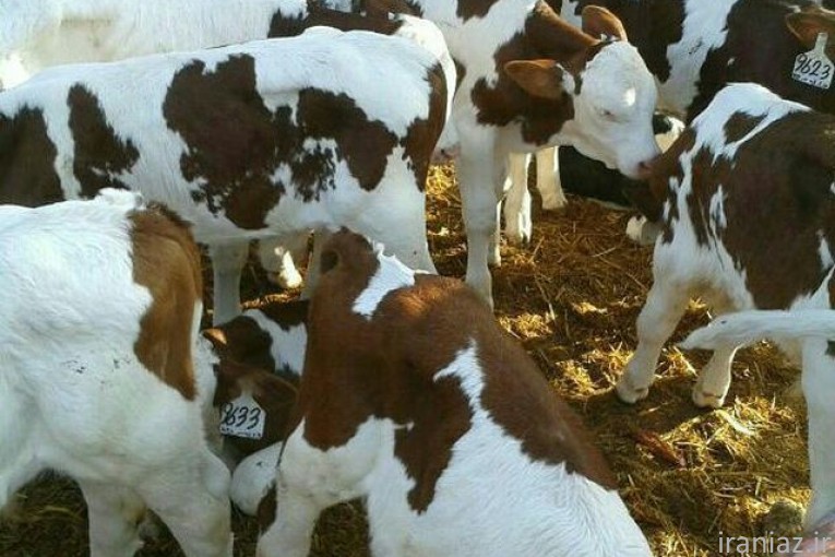 مرکز پخش و فروش گوساله های درجه یک 