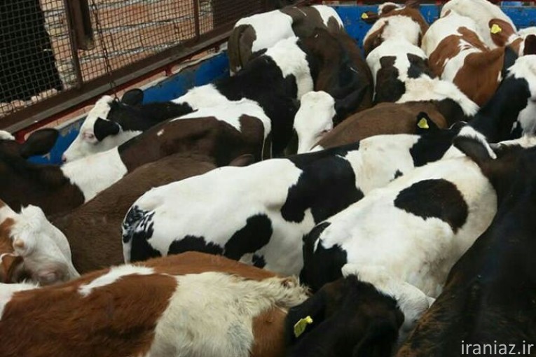 مرکز پخش و فروش گوساله های درجه یک 