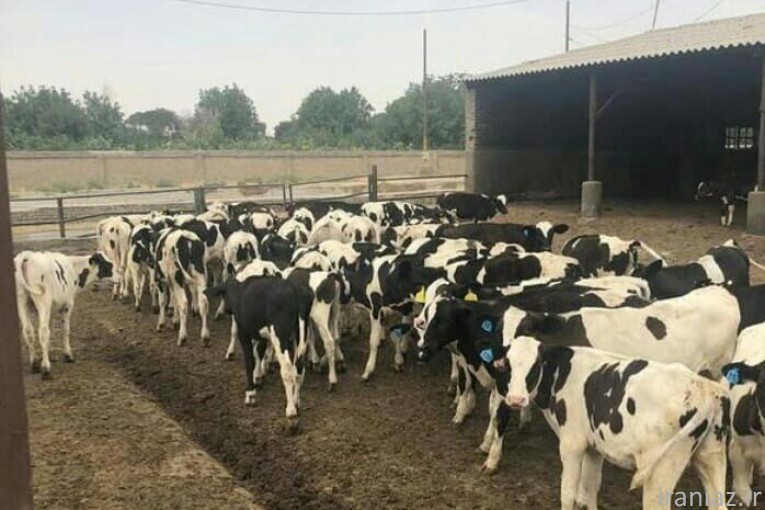 مرکز پخش و فروش گوساله های درجه یک 