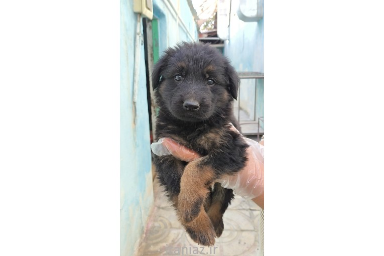 فروش سگ گارد و نگهبان در انواع نژاد