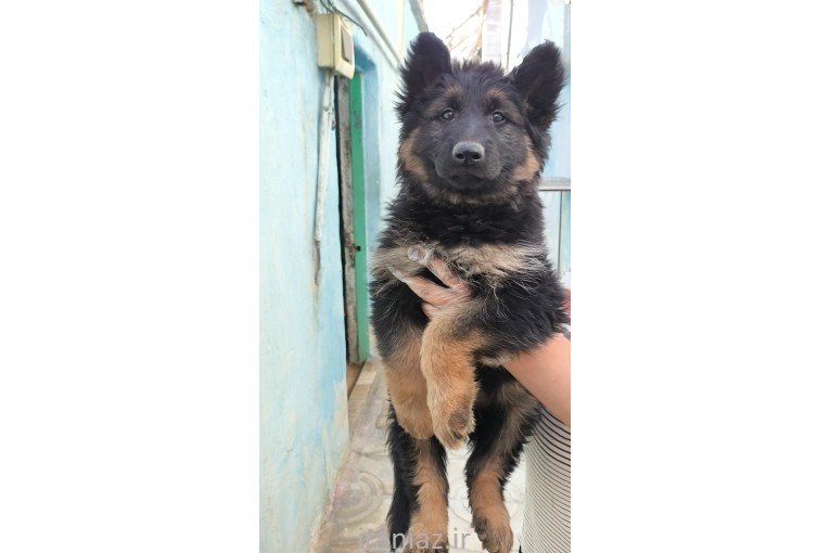 فروش سگ گارد و نگهبان در انواع نژاد