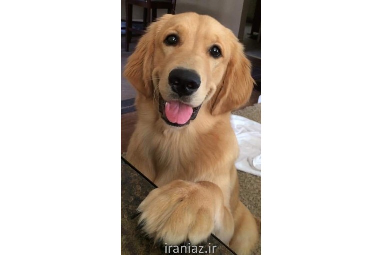 فروش سگ گلدن رتریور اسکاتلندی 
