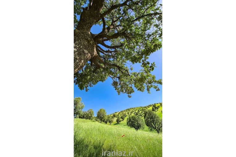 باغ لیمو پر برکت 