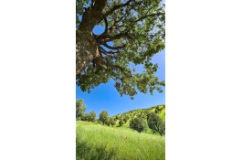 باغ لیمو پر برکت 