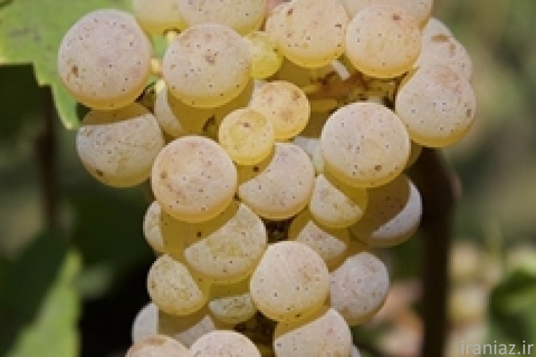 فروش نهال انگور سفید بیدانه مرغوب