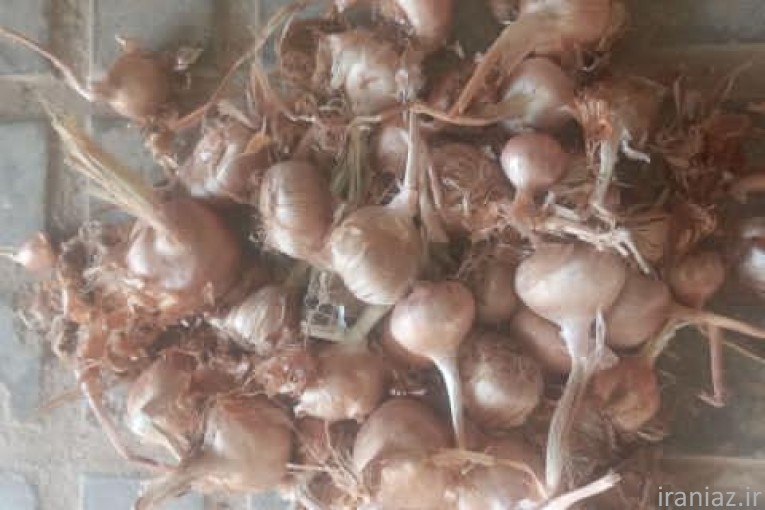 قیمت روز پیاز زعفران.