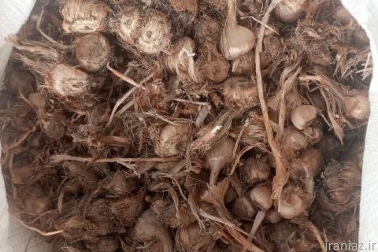 قیمت روز پیاز زعفران.