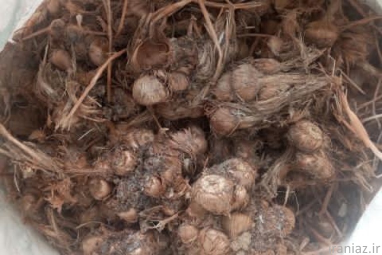 قیمت روز پیاز زعفران.