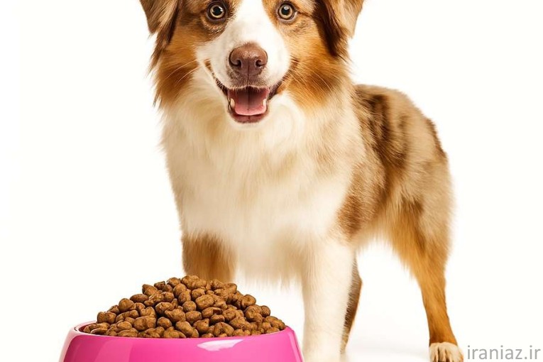 پت‌شاپ آنلاین دم تکون