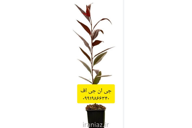 فروش پایه جی ان وجی آف 