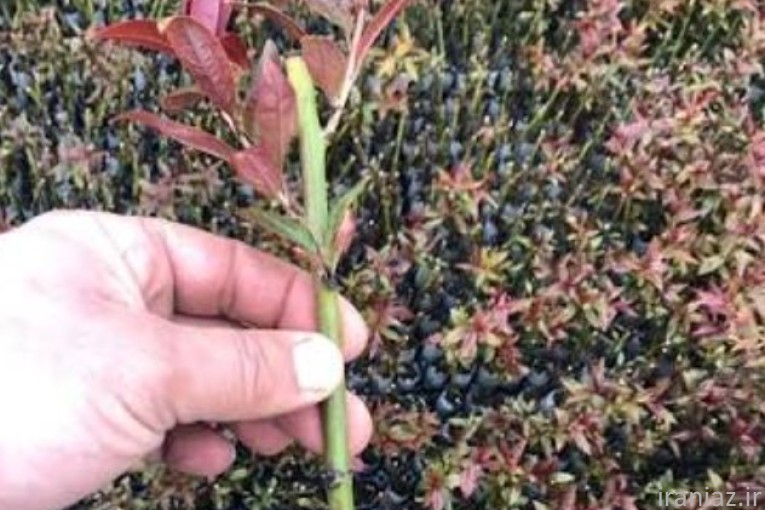 فروش پایه جی ان وجی آف 