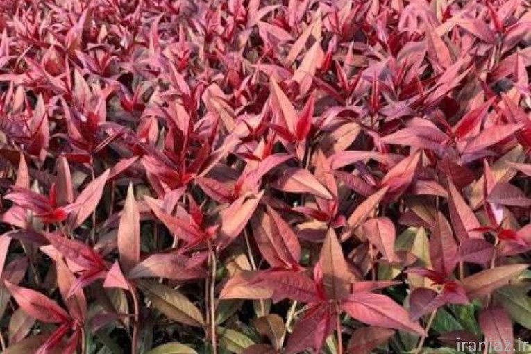 پایه های کشت بافت جی اف وجی ان