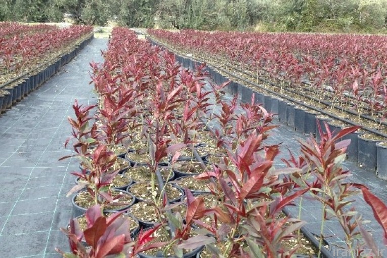 پایه های کشت بافت جی اف وجی ان