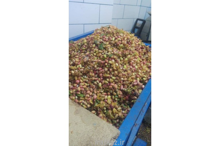 فروش دستگاه گردو بادام شکن