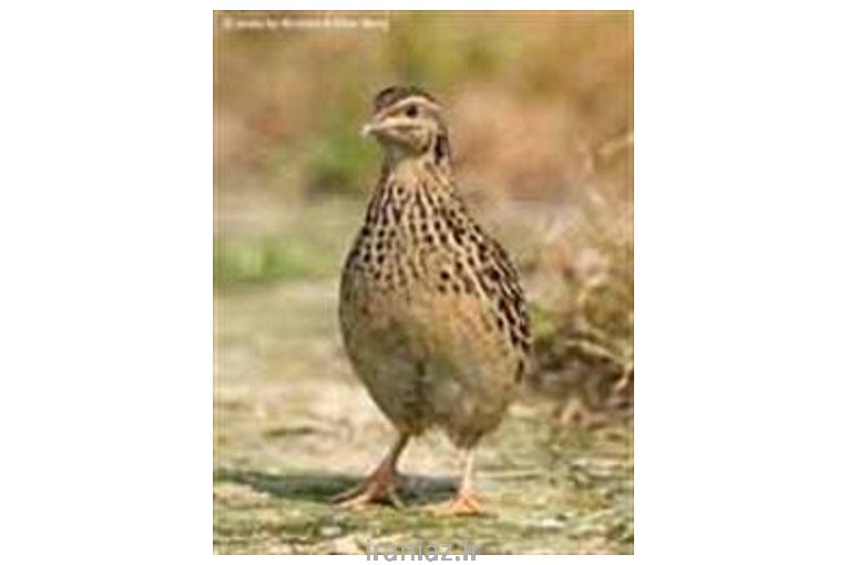 فروش دستگاه پرکن بلدرچین و کبک