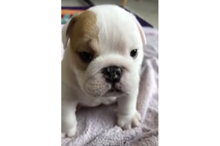 اجاره پتشاپ کلینیک دامپزشکی 