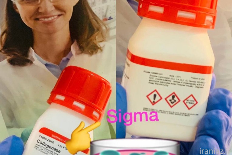collafenase  sigma  c6885 