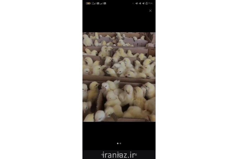 فروش جوجه یک روزه گوشتی 
