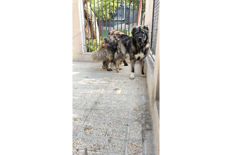 فروش سگ قفقازی توله و بالغ نر و ماده 