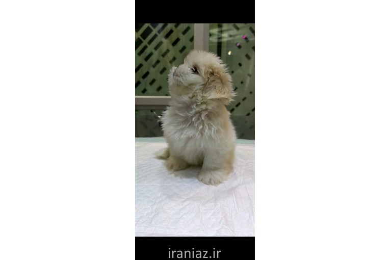 کلینیک دامپزشکی هدهد 