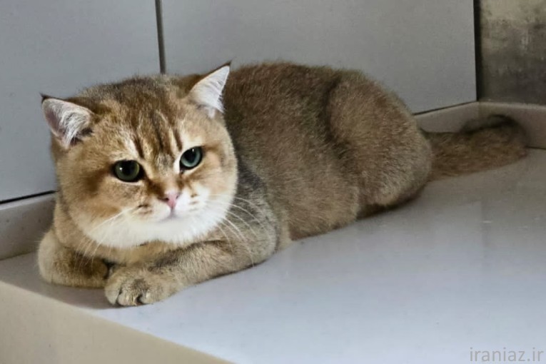 کلینیک دامپزشکی هدهد 