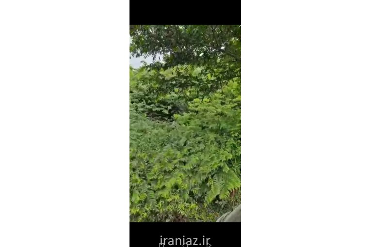 400مترمسکونی خط۱جنگل سرمایه گذاری
