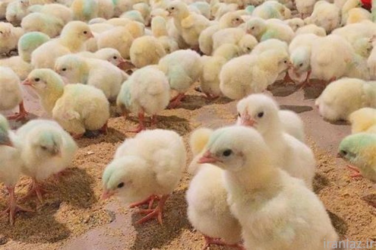 فروش جوجه مرغ گوشتی و پرواری ؛
