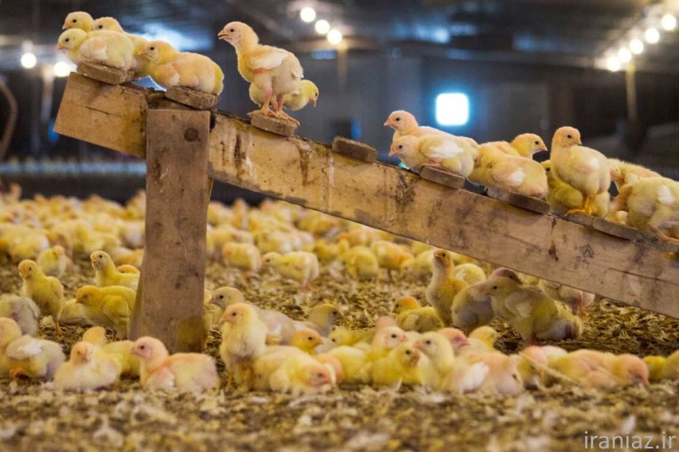 فروش جوجه مرغ گوشتی و پرواری ؛