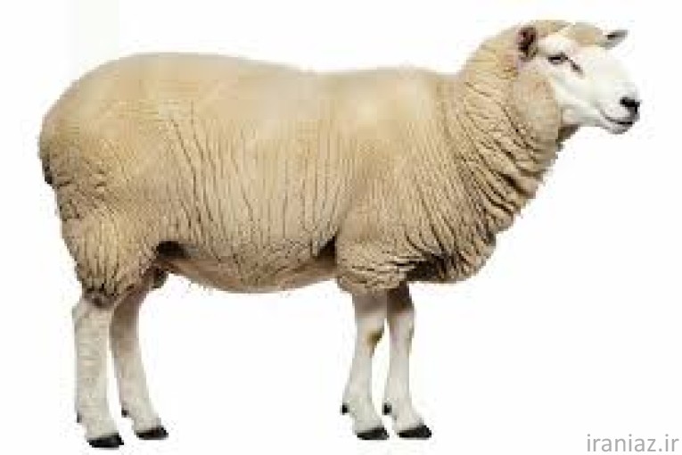 گوسفند زنده