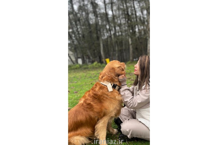 مربی سگ مازندران 