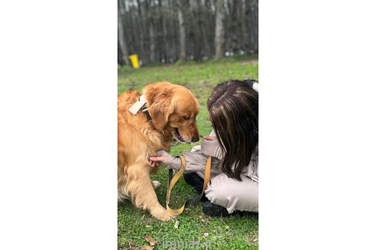 مربی سگ مازندران 