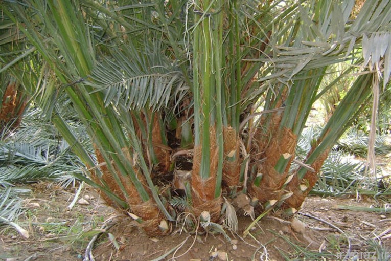 فروش پاجوش نخل مجول فسیل نخل مجول