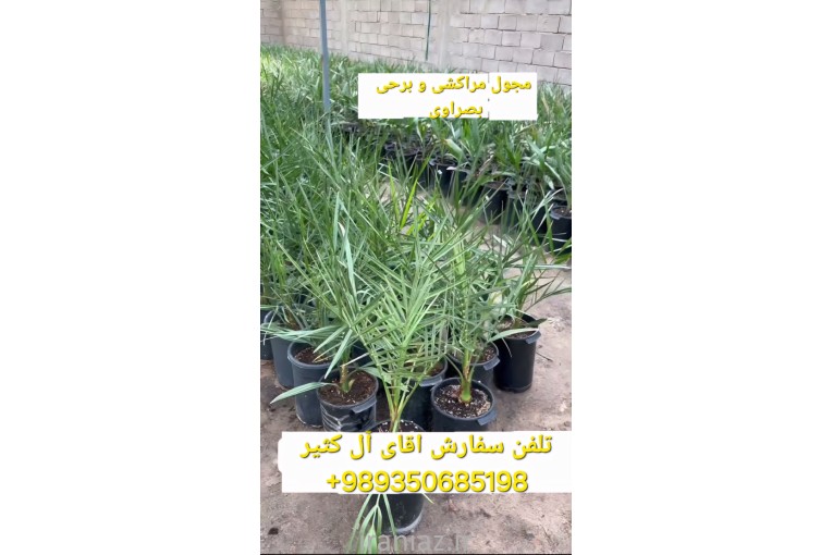 فروش پاجوش نخل مجول فسیل نخل مجول