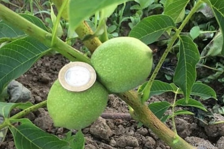 نهال فروشی میرزایی