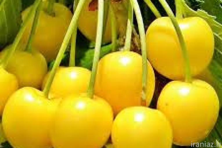 نهال فروشی میرزایی