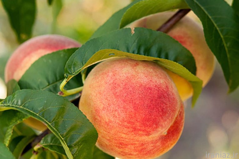 نهال فروشی میرزایی