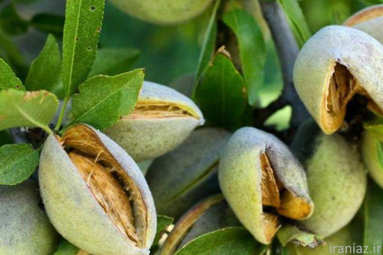 نهال فروشی میرزایی