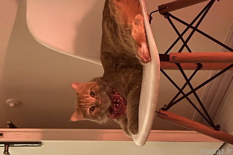 گربه ۲ ساله 