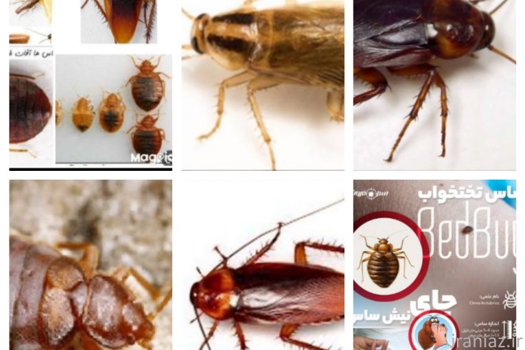 خدمات سمپاشی کلیه حشرات در یک مرحله 