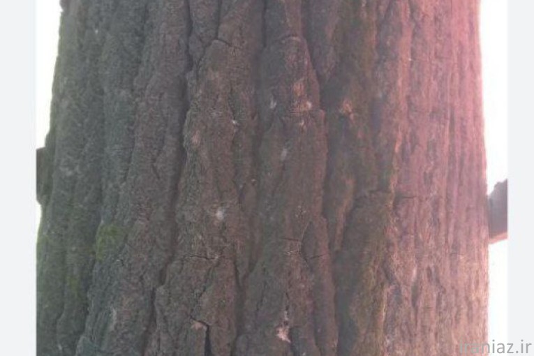 نهال صنوبر سریع رشد 