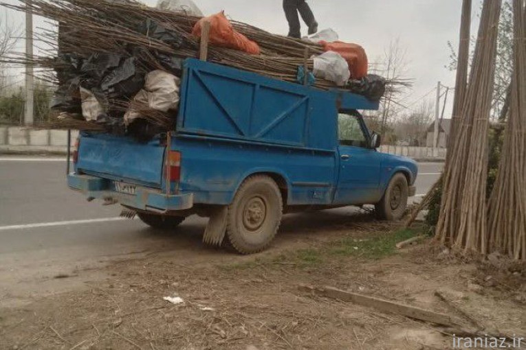 نهال صنوبر سریع رشد 