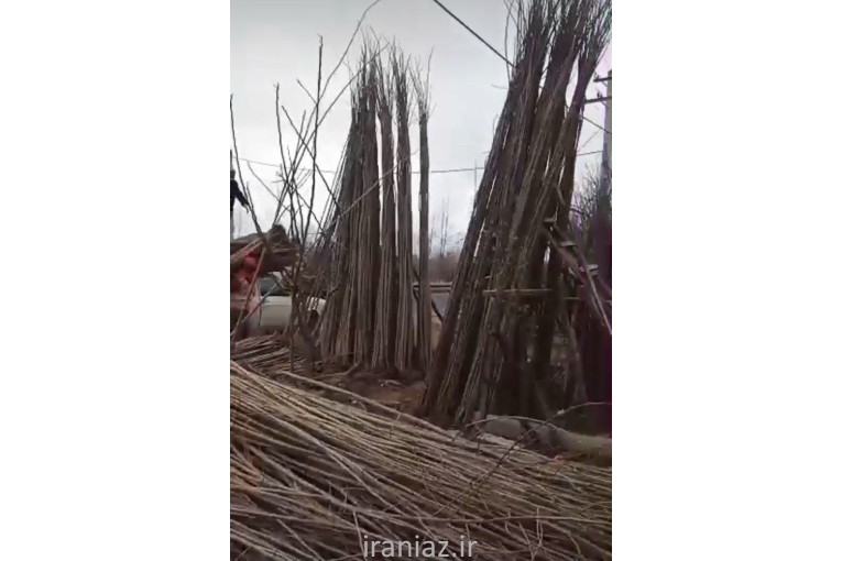 نهال صنوبر سریع رشد 