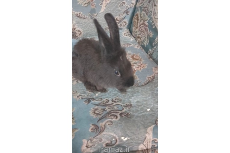 ی خرگوش دوست داشتنی