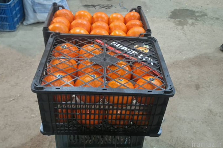 فروش پرتغال لوکس صادراتی شمال