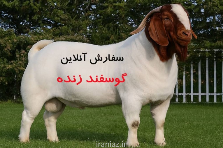 فروش گوسفند آنلاین و حضوری