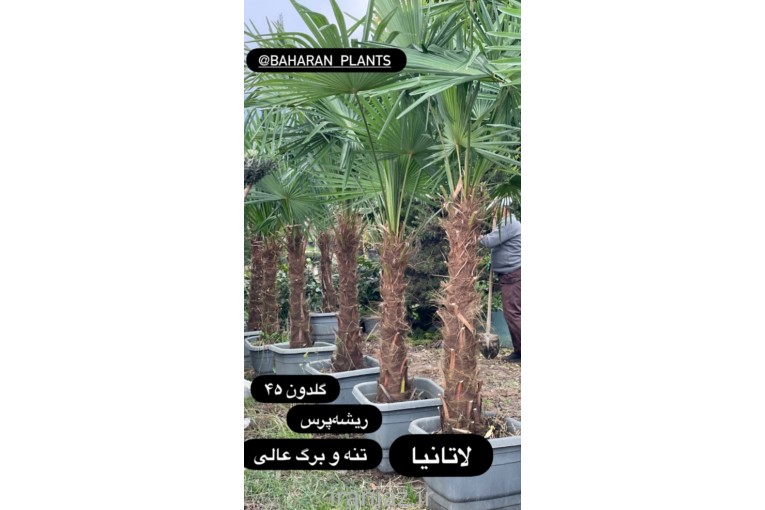 انجام کلیه خدمات باغبانی در زعفرانیه