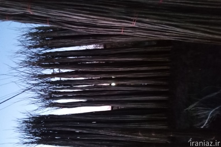 نهال صنوبر اصلاح شده