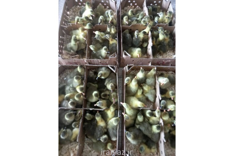 فروش جوجه غاز