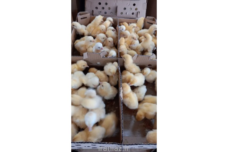 فروش جوجه مرغ گوشتی 