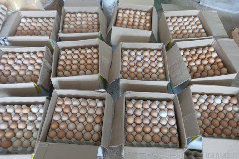 فروش تخم نطفه دار مرغ محلی 